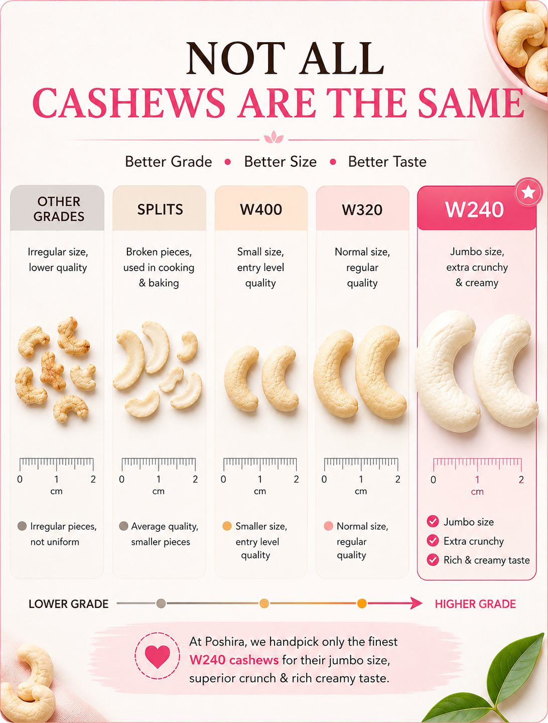 POSHIRA Premium Whole Cashews 500g | Jumbo Size W240 Kaju | Handpicked